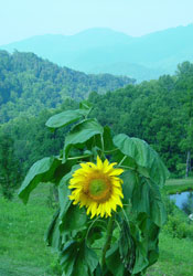 cabins for sale north carolina mountains